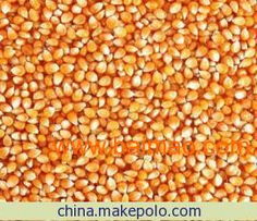 糧食收購(gòu)市場(chǎng)的動(dòng)態(tài)與機(jī)遇 玉米、大豆、高粱的前景分析