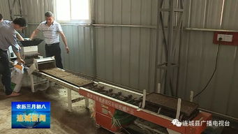 連城 推廣水稻工廠化機插育秧，提升糧食生產機械化水平